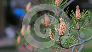 Small cones looks like amazing flowers on pine tree branches, closeup.