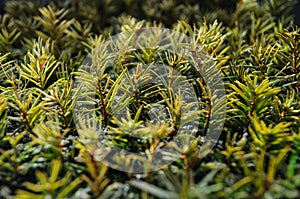 Small conifer seedlings
