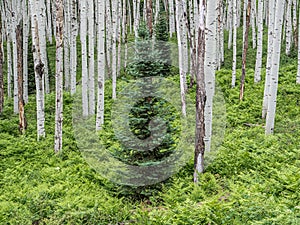 Small Conifer Trees In A Quaking Aspen Colony