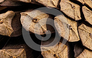 Small coniferous tree pine cone 1.5x magnification detail, image width = 22mm