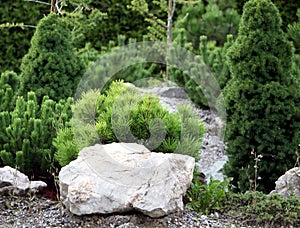 Small conifers on the rock garden