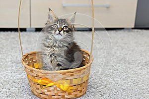 Small coon kitten in basket