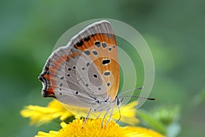 Small Copper Butterfly