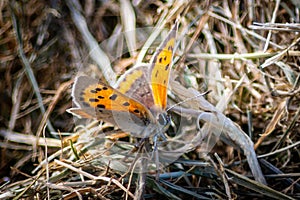 Small Copper butterfly on dried grass