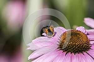 Small copper butterfly on an Echinacea flower