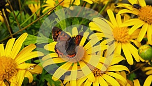 Small Copper Butterfly on a Golden Shrub Daisy Slow Motion