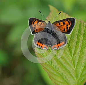 Small Copper butterfly on green leaf photo