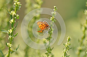 Small copper butterfly on leaf