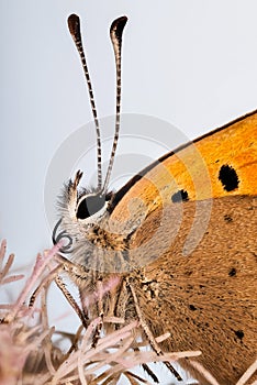 Small Copper butterfly, Lycaena phlaeas.