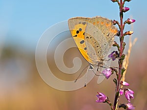 Small Copper butterfly, Lycaena phlaeas photo