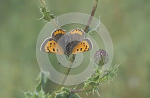 Small copper butterfly, Lycaena phlaeas