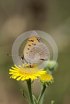 Small copper butterfly, Lycaena phlaeas