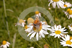 Small Copper butterfly, Lycaena phlaeas, nectaring on Mayweed