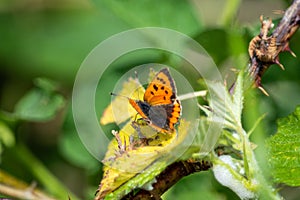 Small Copper butterfly perched on a yellowing leaf