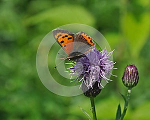 Small Copper butterfly on a purple flower photo