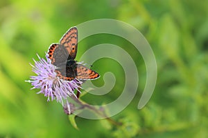 Small copper butterlfy