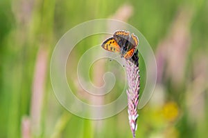 Small Copper Lycaena phlaeas