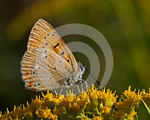 Small copper lycaena phlaeas