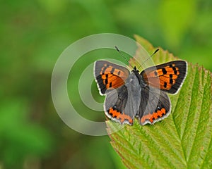 Small copper lycaena phlaeas