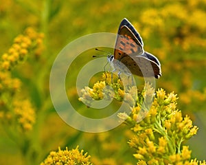 Small copper lycaena phlaeas