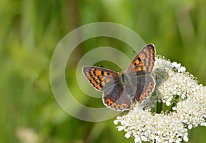 Small copper (Lycaena phlaeas) butterfly photo