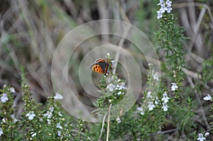 Small Copper Lycaena phlaeas, gossamer winged butterfly on a blooming rosemary.