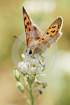Small copper. Lycaena phlaeas perched on flower