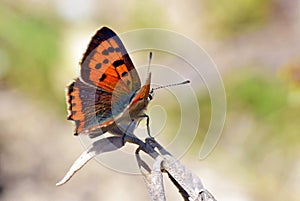 Lycaena phlaeas , the small copper butterfly sitting on dry plant photo