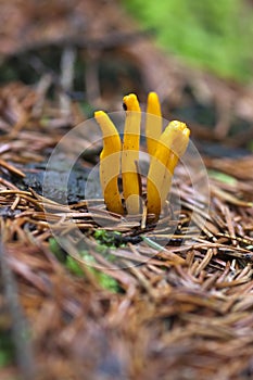 Small coral mushroom
