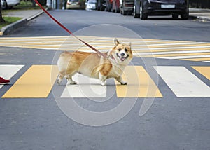 Small Corgi dog crosses the paved road on pedestrian traffic in the city