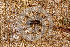 Small Corinnoid Spider