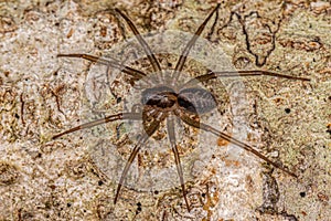 Small Corinnoid Spider