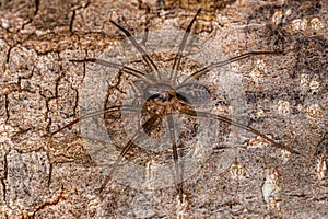 Small Corinnoid Spider