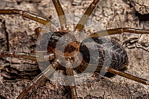 Small Corinnoid Spider