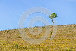 Small Cork tree alone in a farm field in Vale Seco, Santiago do photo