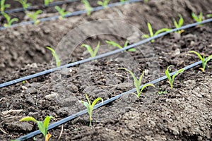 Small corn field with drip irrigation