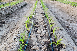 Small corn field with drip irrigation in farm