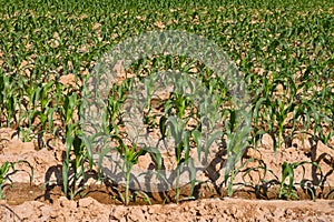 Small corn plant in the farm