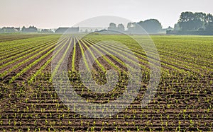 Small corn plants in long rows