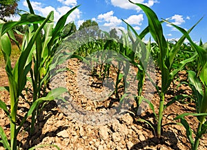 Small Corn Plants - View from below