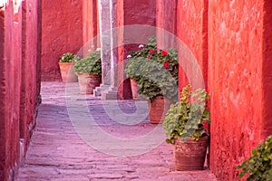 Small corridor with pink walls and pots with flowers beside them
