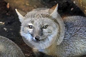 Small Corsac Fox Vulpes corsac photo