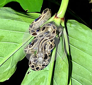 Small Costa Rican Boa Constrictor