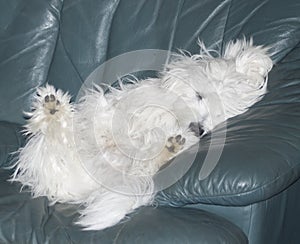 Small Coton de tulear puppy sleeping on leather couch