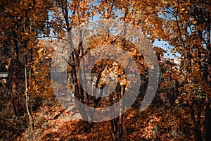 Small cottage in the yellow gsrden, fall background. White house in the woods