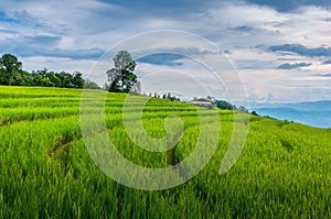 Small cottages among natural lush green Rice Terrace