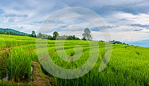 Small cottages among natural lush green Rice Terrace