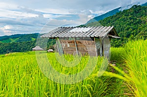 Small cottages among natural lush green Rice Terrace