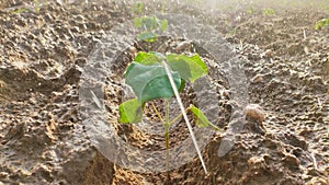 Small cotton crop plant and falling water drops of fountain