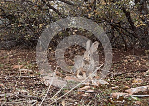 Small cottontail rabbit under scrub oak bushes